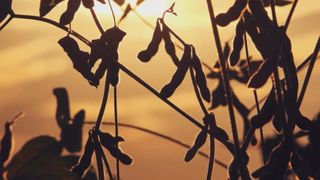  China soybean purchases up but still below pre-trade war levels