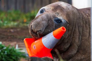 Australian officials ask fans to respect the privacy of Neil, a trouble-making seal