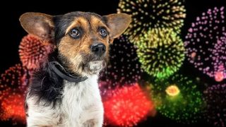 Every dog has its day, but it's not the 4th of July