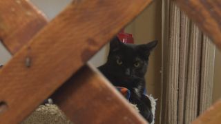  Keeping animals safe this Fourth of July. Here’s what you need to know