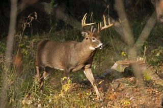 Deer hunt for archery hunters approved in Scott County