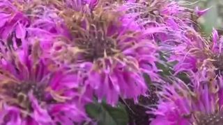  Rock Island Co. to dedicate Historic Courthouse Square pollinator garden honoring local civic leaders