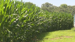  ‘So far, we’re looking good:’ Scott County farmer talks this year’s corn