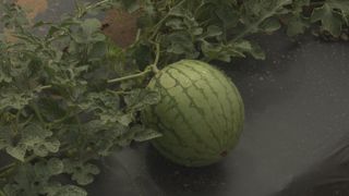  Iowa farm seeks grocery store connections through Choose Iowa program