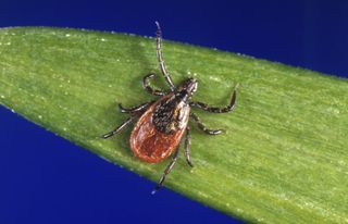 Ticks you may find in Iowa and Illinois, and the diseases they can carry