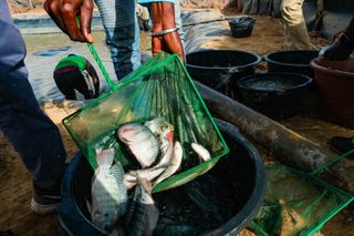 Could fish be a secret ingredient for rice farmers to avoid disease and make more money?