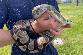 Pythons' extreme biology may hold clues for treating human disease