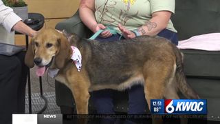  Meet Dixie: Sweet senior hound seeking a new home in the Quad Cities