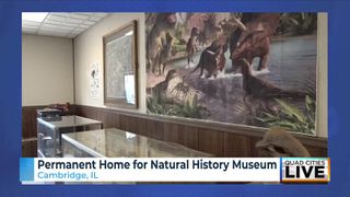  Youngest museum curator gains permanent space for Cambridge Natural History Museum
