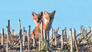 The Heart of the Story: Baby foxes down on the farm