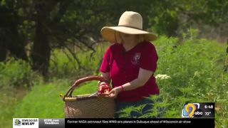 Iowa farmer anticipates more interest in local produce amid cyclospora outbreak