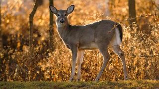 Rock Island begins applications for archery deer hunting season
