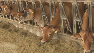  Beating the heat: Iowa farms’ cooling system protects cows and production