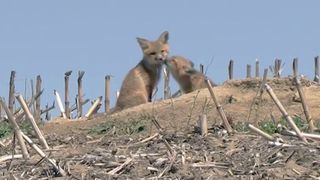 The Heart of the Story: In search of baby foxes