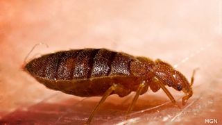  Bed bugs are on the rise in Davenport, exterminator says