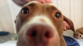 Puppy love! Six litters now in QCA foster care