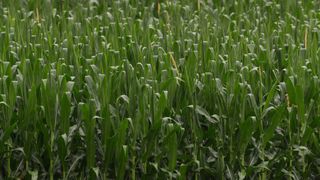 Fungal disease impacting corn crops hits Iowa