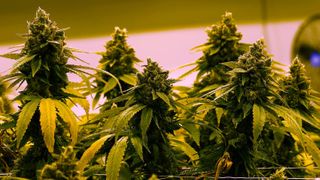  More Americans now use marijuana than smoke cigarettes, new report finds