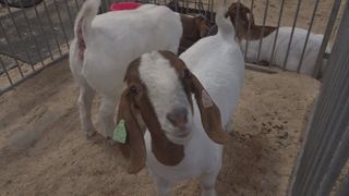  4-H kids showcase months of hard work at Mississippi Valley Fair