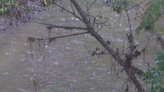  Davenport plans Goose Creek restoration using multiple grants