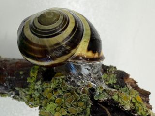 Sticky or slippery? Snails can change their slime to meet the moment