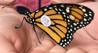 Monarch Tagging