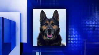 Geneseo Police Department's K9 Kauzi dies