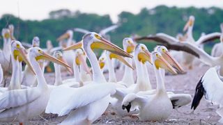 The Heart of the Story: Birds of a feather