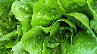  Illinois has 1,260 cases of Cyclospora, Iowa hits 300