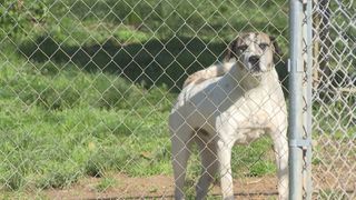 How to keep pets safe during floods