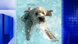 Have a doggone great time at Doggy Splash!