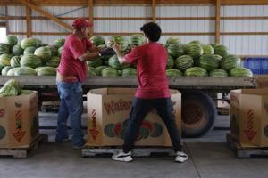 Gretchen at Work: Buser's Produce keeps summer sweet at the watermelon patch