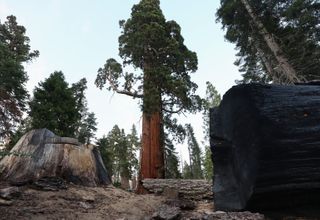Trump administration moves to open untouched national forests to logging