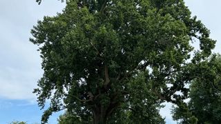  Roseville’s silent giant: city home to Illinois’ largest tulip tree