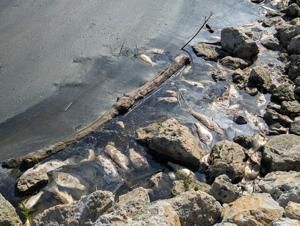 Low oxygen in Scott County's Railroad Lake causes fish kill