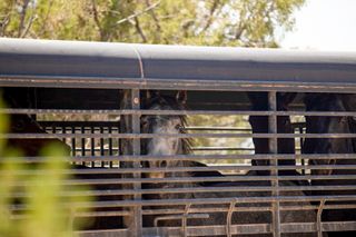 Federal government thins the herds of wild horses in Colorado