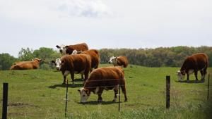 Beef experts: Loss of imports, consolidation big factors in Joslin’s Tyson plant closure