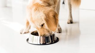 Dog food recalled over potential contamination