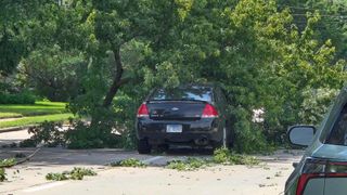Tree fall on car in Bettendorf