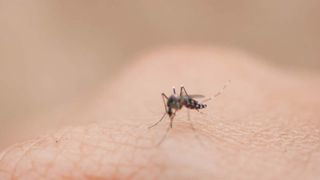  Illinois’ first 2026 human case of West Nile Virus confirmed 