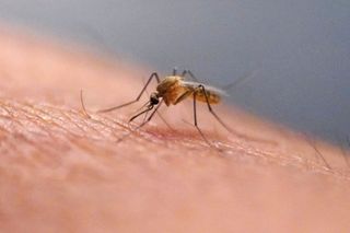 Illinois confirms first human West Nile virus case of 2026