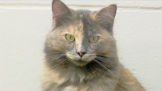 Muscatine Humane Society to build surgical building