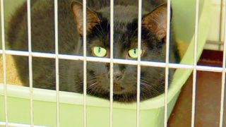 How the Muscatine Humane Society plans to stop the overpopulation of stray cats