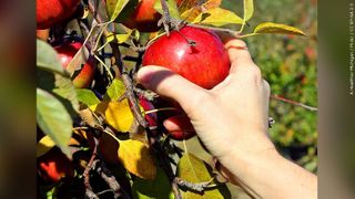  Stone’s Apple Barn won’t offer apple picking this year