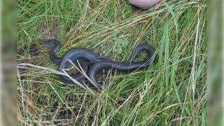 Snakes in your backyard