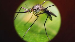  Mosquitoes near Prophetstown test positive for West Nile virus
