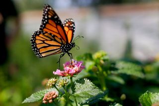 Nahant Marsh, Davenport, to host Monarch & Friends Party