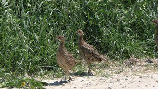  Decades of August roadside surveys in Iowa show wildlife and habitat changes 