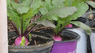  These 61 organizations will receive $3.5M in Illinois local food grants 