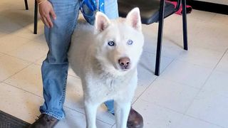 Long road home: Texas dog found in the Iowa Quad Cities